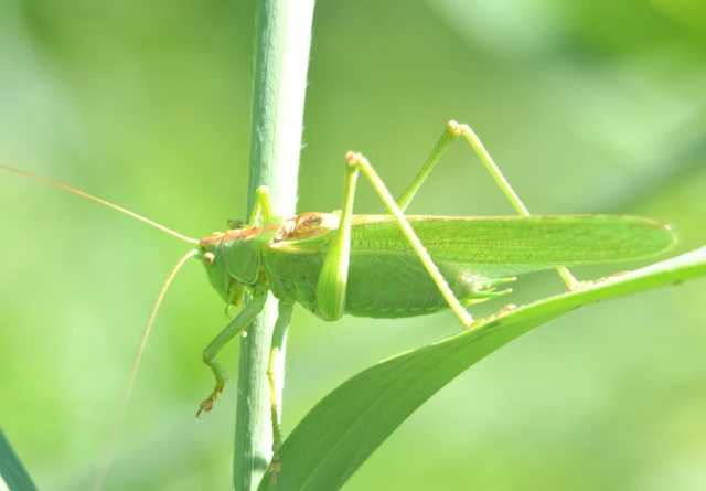 Tettigonia viridissima - zöld lombszöcske
