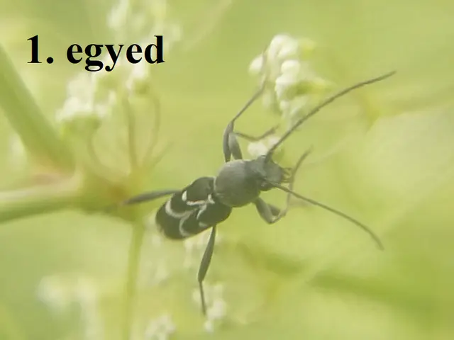 Chlorophorus sartor - feketevállú darázscincér