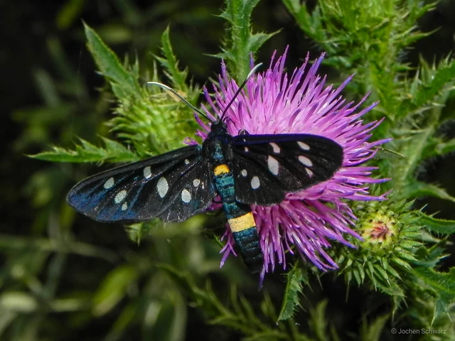 Amata phegea - fehérpettyes álcsüngőlepke