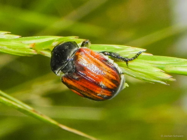 Anisoplia tempestiva - gabonaszipoly