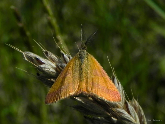 Lythria cruentaria - bíborcsíkos araszoló