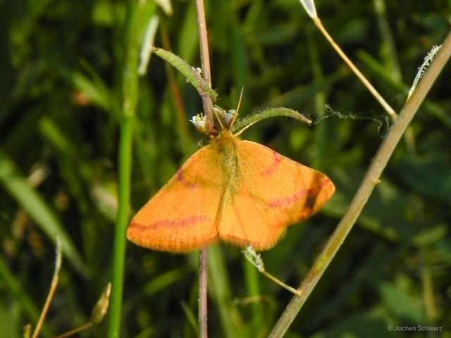 Lythria purpuraria - bíborsávos araszoló