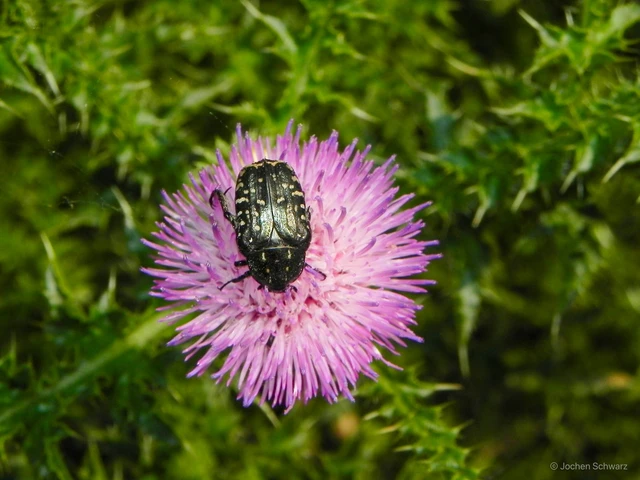 Oxythyrea funesta - sokpettyes virágbogár