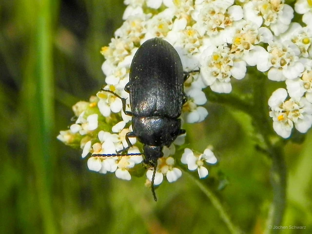 Podonta nigrita - szerecsenbogár
