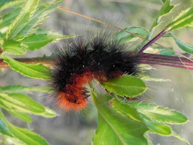 Arctia caja - közönséges medvelepke