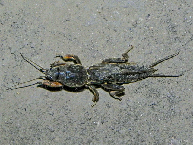 Gryllotalpa gryllotalpa - közönséges lótücsök