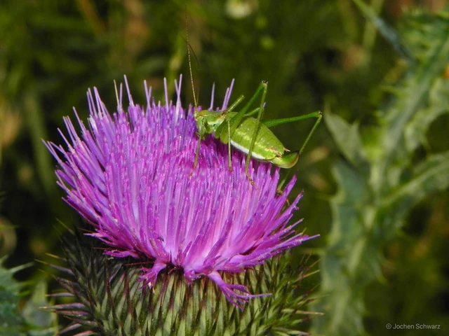 Leptophyes albovittata - közönséges virágszöcske