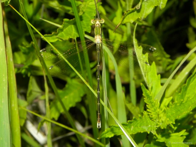 Lestes barbarus - foltosszárnyjegyű rablószitakötő