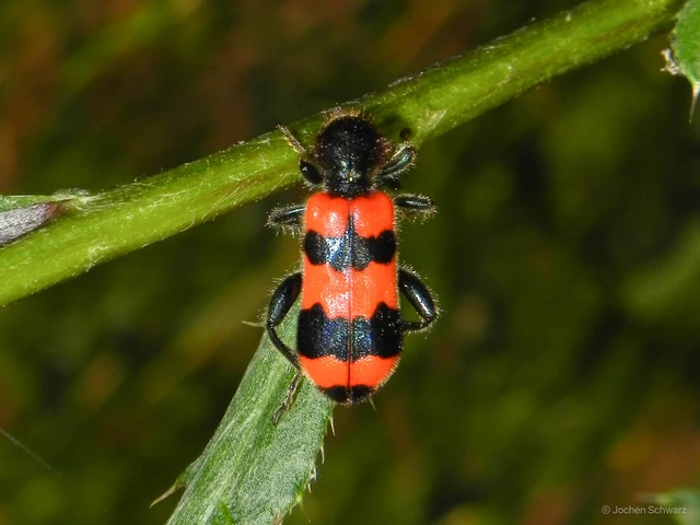 Trichodes apiarius - szalagos méhészbogár