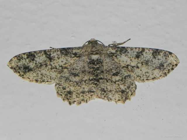 Ascotis selenaria - holdas faaraszoló