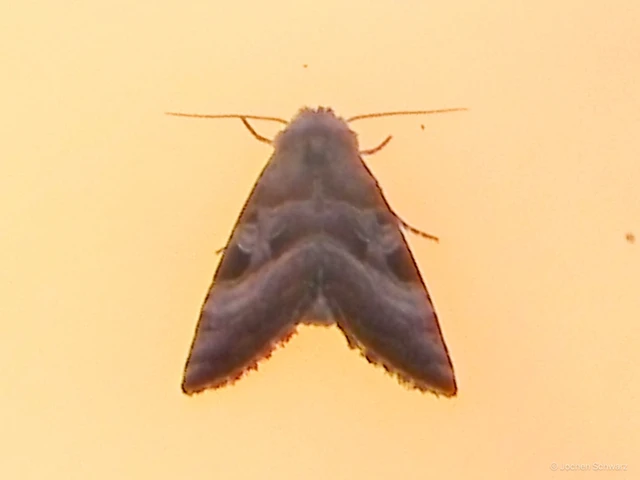 Eucarta virgo - mocsári ametisztbagoly
