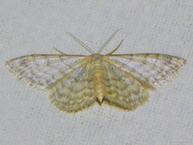 Idaea dilutaria - napvirág-apróaraszoló