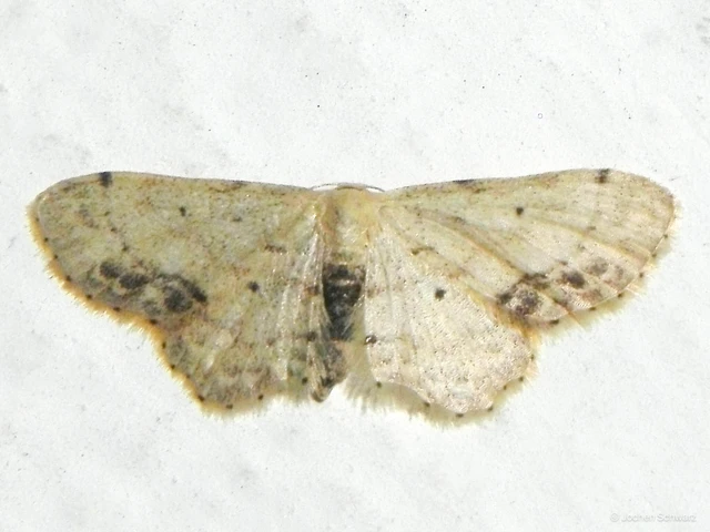 Idaea dimidiata - gyakori apróaraszoló