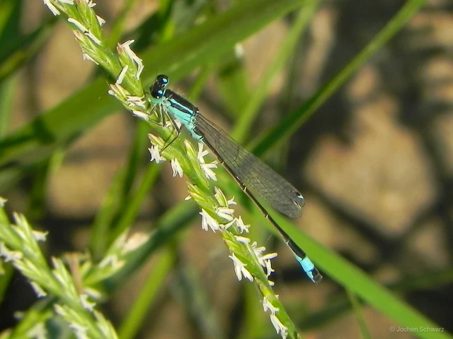 Ischnura elegans pontica - kéköves légivadász