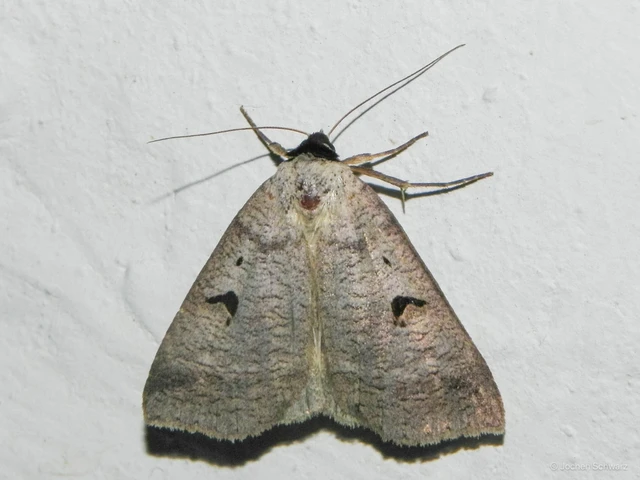 Lygephila pastinum - közönséges csüdfűbagoly