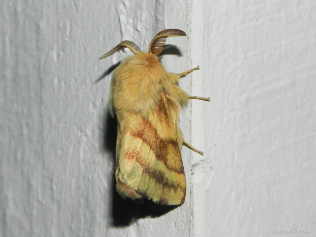 Malacosoma castrensis - kutyatejszövő