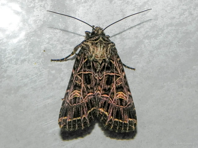 Heliophobus reticulata - fehéreres kertibagoly
