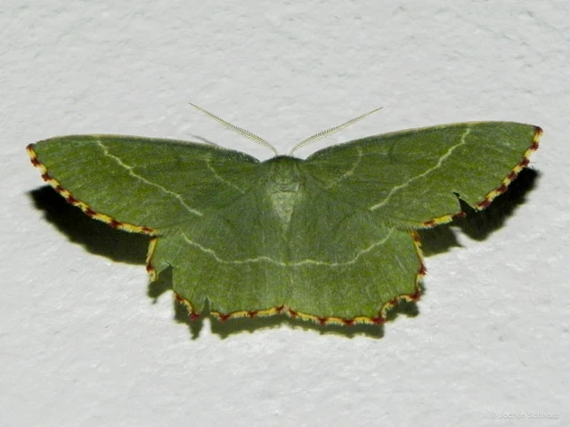 Thalera fimbrialis - csipkésszélű zöldaraszoló