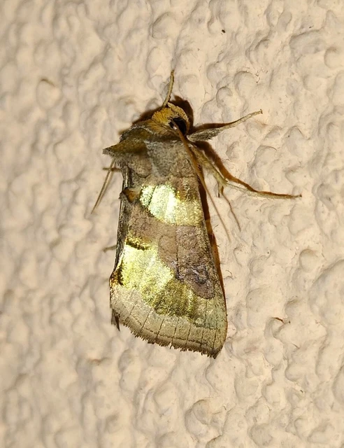 Diachrysia chrysitis - aranybagoly