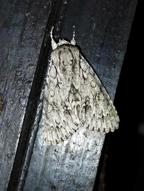 Acronicta aceris - vadgesztenye-szigonyosbagoly