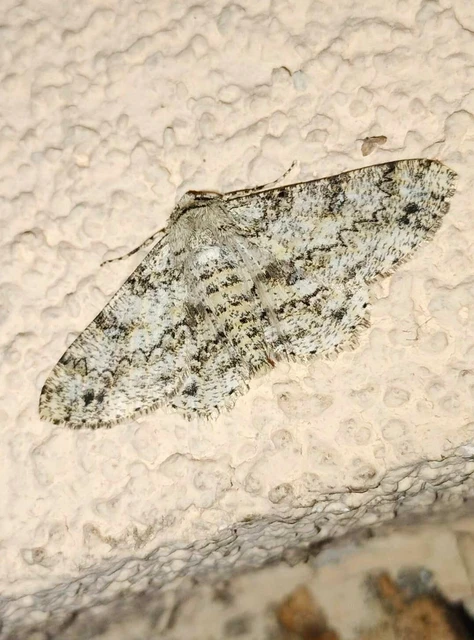Ascotis selenaria - holdas faaraszoló
