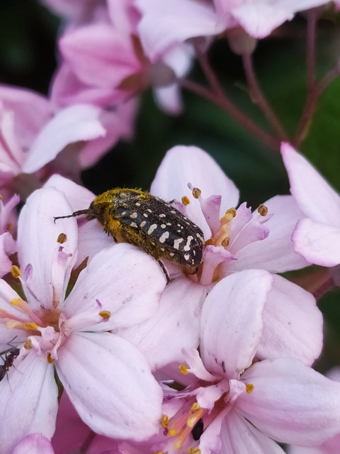 Oxythyrea funesta - sokpettyes virágbogár
