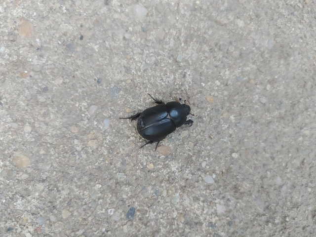 Pentodon idiota - butabogár