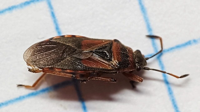 Arocatus melanocephalus