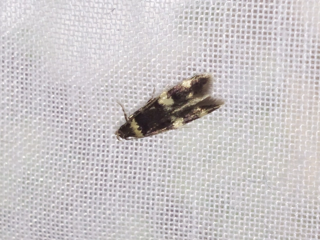 Autostichidae - avarmolyfélék