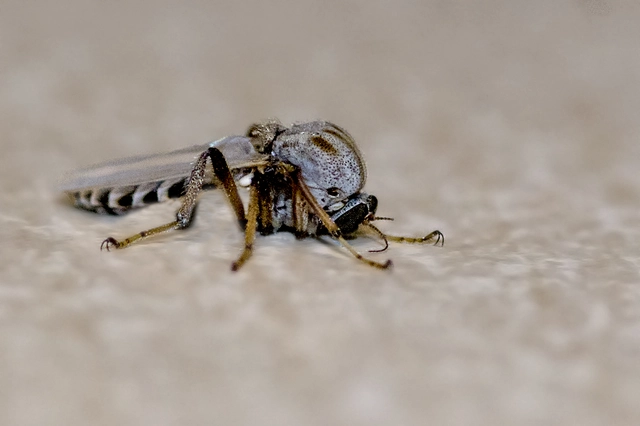 Sphaeromias pictus