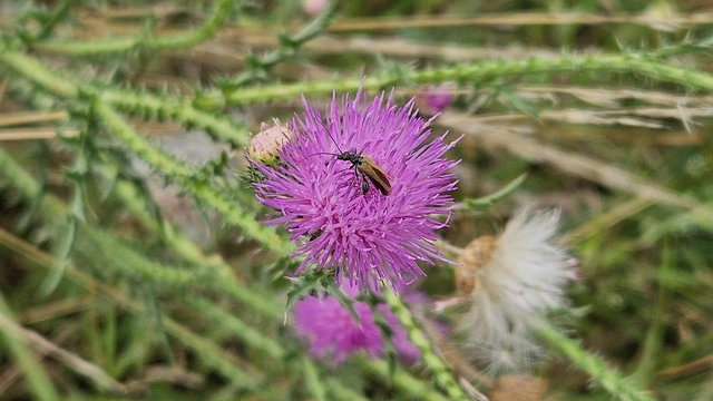 Oedemera femorata - sárgahátú álcincér