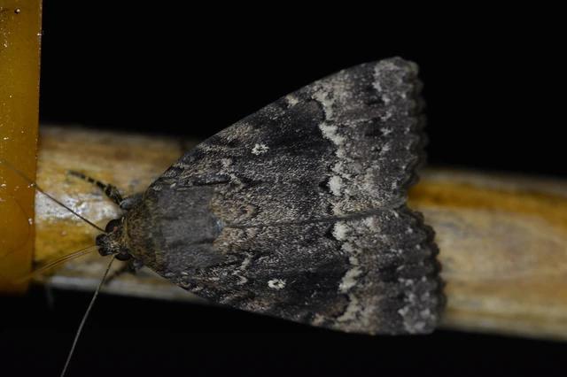 Amphipyra pyramidea - fahéjszínű bagoly