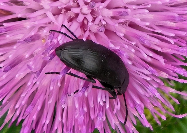 Podonta nigrita - szerecsenbogár