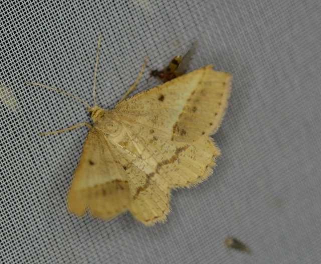 Tephrina arenacearia - lucerna-araszoló