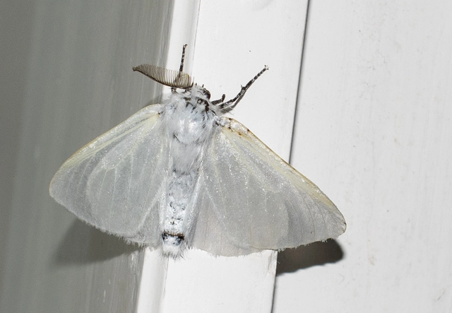 Leucoma salicis - fűzfaszövő