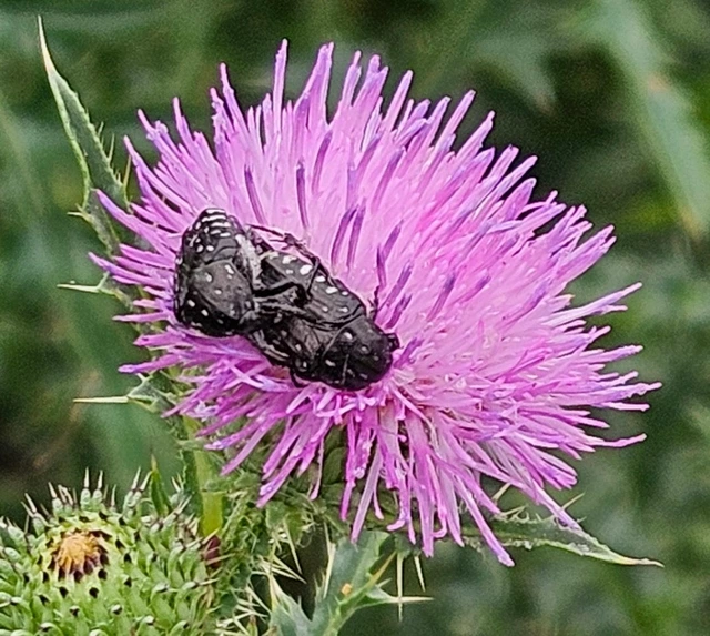 Oxythyrea funesta - sokpettyes virágbogár