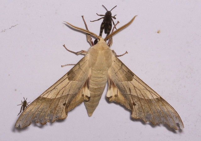 Marumba quercus - tölgyfaszender