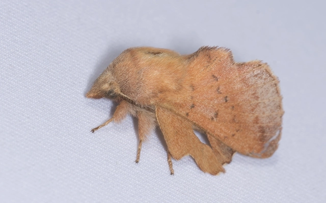 Phyllodesma tremulifolia - nyárlevélpohók