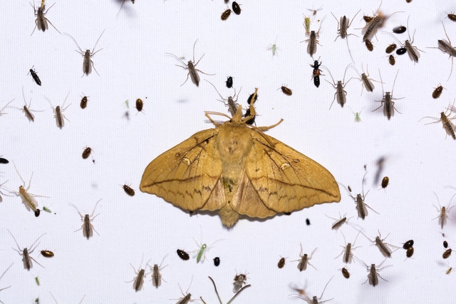 Euthrix potatoria - szomjas pohók
