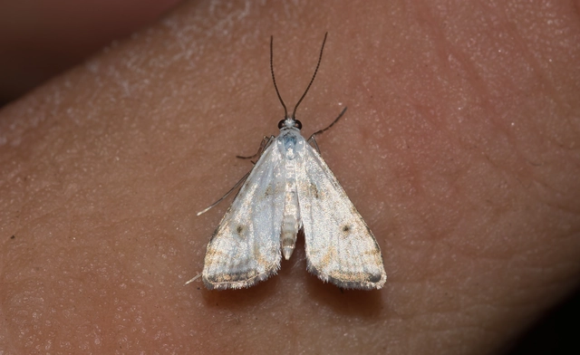 Cataclysta lemnata - békalencsemoly