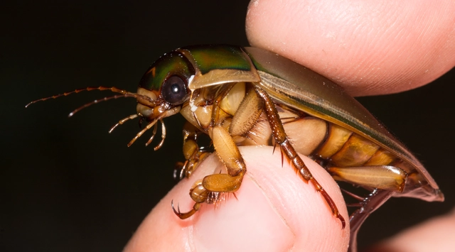 Dytiscus dimidiatus - tompacsípős csíkbogár