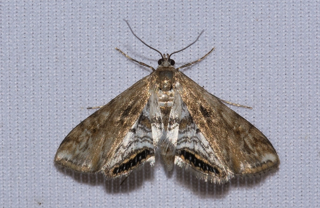 Cataclysta lemnata - békalencsemoly