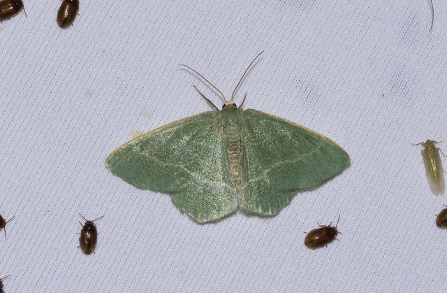 Chlorissa viridata - üdezöld araszoló