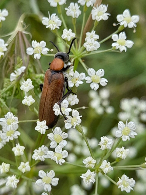 Oenas crassicornis - vastagcsápú hólyaghúzó