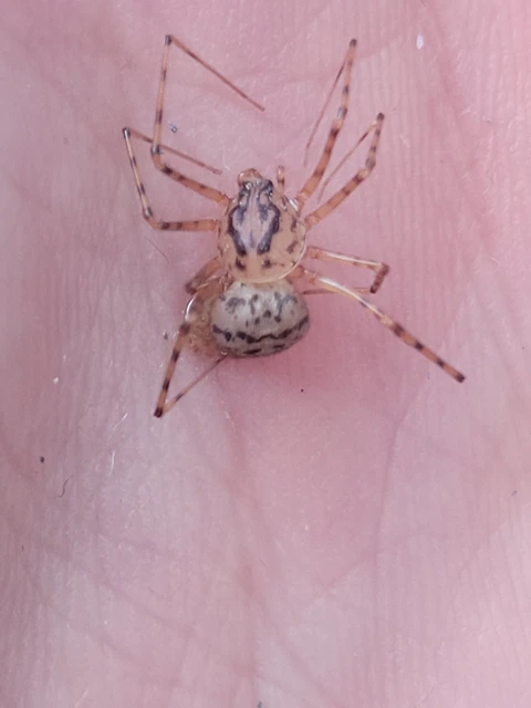 Scytodes thoracica - közönséges csupaszpók