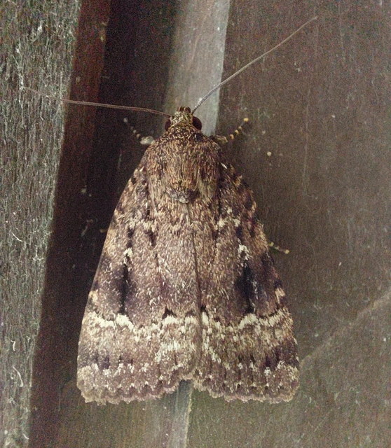Amphipyra pyramidea - fahéjszínű bagoly