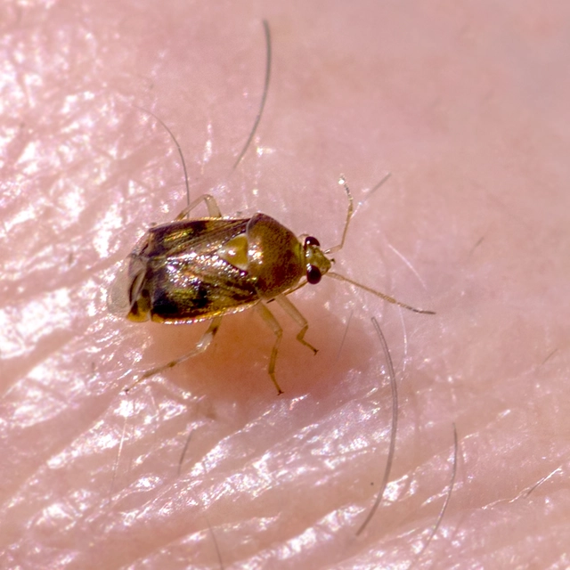 Deraeocoris lutescens - sárgás mezeipoloska
