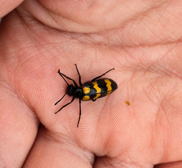 Mylabris variabilis - szalagos hólyaghúzó Mylabris variabilis - szalagos hólyaghúzó