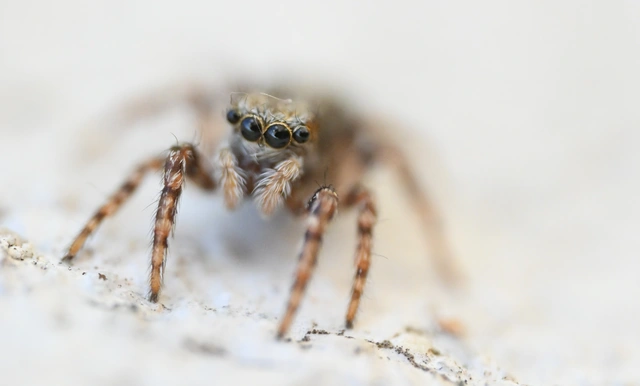 Pseudeuophrys lanigera - szobai ugrópók