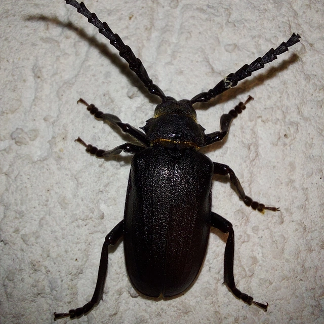 Prionus coriarius - csőszcincér Prionus coriarius - csőszcincér